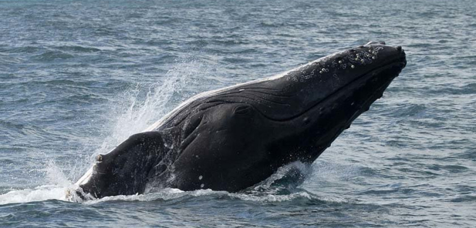 Abrolhos, la “cuna” de  las ballenas jorobadas en  el Atlántico sur