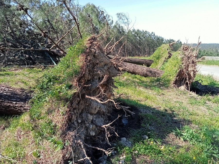 El temporal de viento de nordeste tumba cuatro grandes pinos en la pista de tenis de Canabeiros, en Ribeira