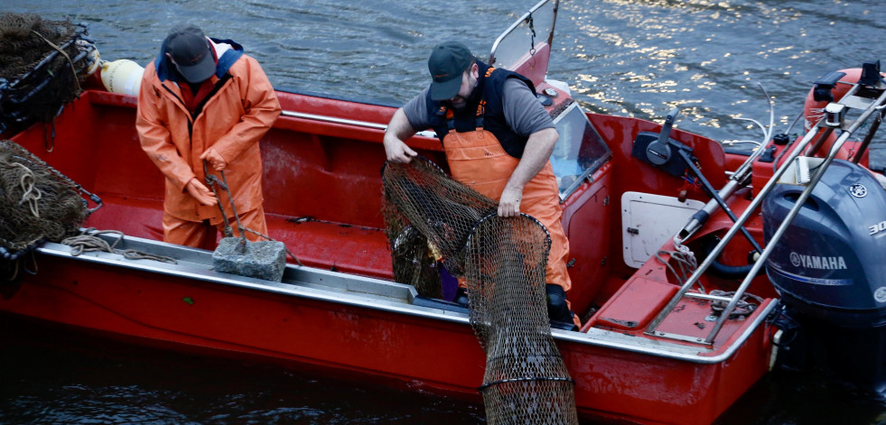 La lamprea se queda este año sin homenaje en Pontecesures en una temporada difícil y escasa