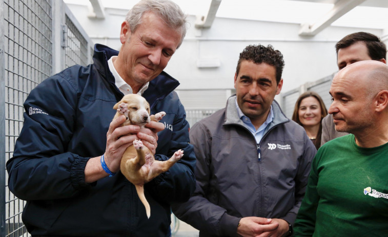 Alfonso Rueda anima a las adopciones de mascotas: En Meis llevan 5.000 en 11 años