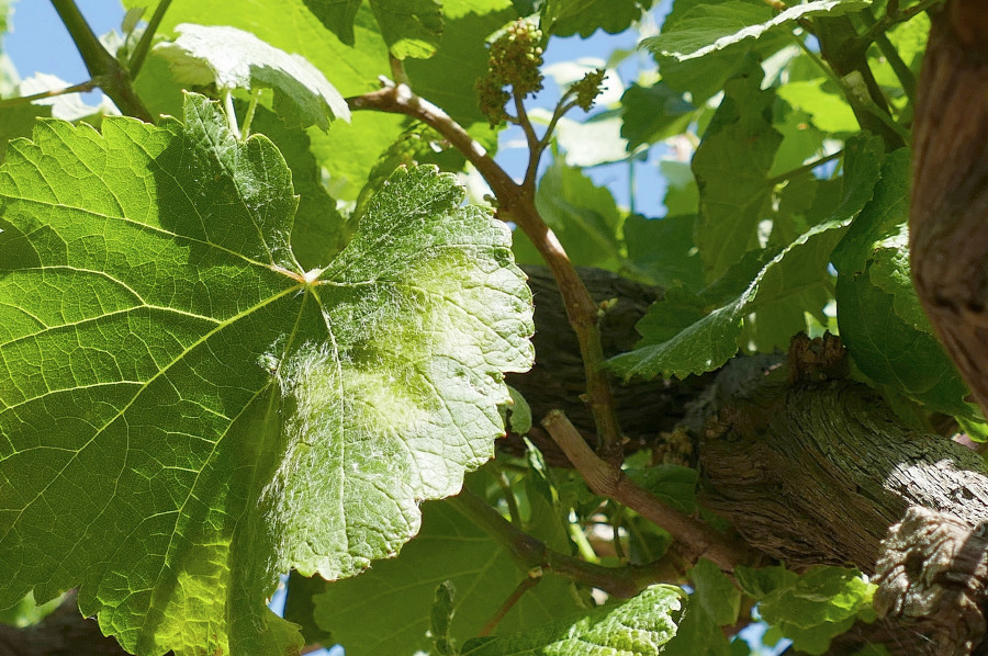 El mildiu aparece en O Salnés y Areeiro recomienda tratar ya los viñedos sin protección anterior