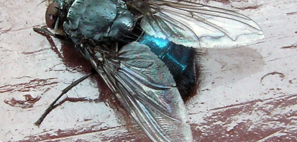 Galicia sufre una plaga de moscas